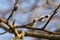 Beautiful pussy willow branches with catkins against blue sky, closeup