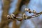 Beautiful pussy willow branches with catkins outdoors, closeup