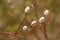 Beautiful pussy willow flowering branch with fluffy catkins