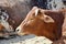 Beautiful Pygmy Zebu Cow Closeup on Sun Stock Photo