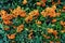 Beautiful pyracantha orange berries, green leaves
