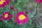 Beautiful pyrethrum flowers