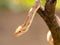 Beautiful Python molurus albina on tree branch