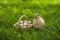 Beautiful quail bird and a basket with quail eggs close-up on the green grass in summer. Quail farm