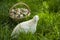 Beautiful quail bird and a basket with quail eggs close-up on the green grass in summer. Quail farm