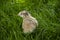 Beautiful quail bird on green grass