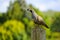 Beautiful quail in Canada