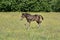 Beautiful Quarter Horse foal on a sunny day in a meadow in Skaraborg Sweden