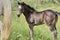 Beautiful Quarter Horse foal on a sunny day in a meadow in Skaraborg Sweden