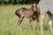 Beautiful Quarter Horse foal on a sunny day in a meadow in Skaraborg Sweden