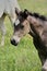 Beautiful Quarter Horse foal on a sunny day in a meadow in Skaraborg Sweden