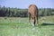 Beautiful quarter horse grazing in a field