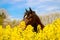 A beautiful quarter horse head portrait in the rape seed field