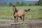 Beautiful quarter horse mare in a field