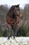 Beautiful quarter horse in winter