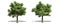 Beautiful Quercus petraea tree isolated and cutting on a white background with clipping path