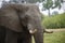 Beautiful quiet Elephant up close and happy