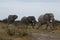 Beautiful quiet Elephants up close and happy