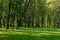 Beautiful quiet green park with tall trees and trimmed grass on the lawn on an early sunny warm morning