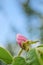 Beautiful quince buds and flowers in spring