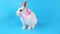 Beautiful rabbit with pink bow sits and looking around