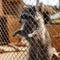 Beautiful raccoon sits in a cage in the zoo