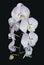 Beautiful raceme of light pink Phalaenopsis orchid flowers.