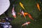 Beautiful racing class koi in a moss fish pond