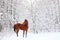 Beautiful racing horse in winter woods