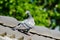 Beautiful racing pigeon on the ridge of the roof