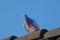 Beautiful racing pigeon sits on the ridge of the roof and looks down
