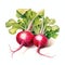 beautiful Radish watercolor Vegetable clipart illustration