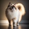 Beautiful Ragdoll Cat . AI generated Illustration