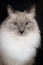 Beautiful Ragdoll Cat model with face looking directly in the camera with beautiful charming, curious and hypnotizing look