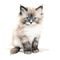 Beautiful ragdoll kitten with big blue eyes, isolated on white background. Digital watercolour illustration