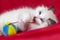 A beautiful ragdoll kitten, a cat with a colored ball on a red blanket. High quality photo