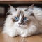 Beautiful ragdoll with sweet blue eyes