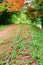 Beautiful railway track with red flower in nature field