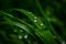 Beautiful rain dew drops on a dark green grass leaves in sun light. Nature background closeup. Copy space. Template for design gre