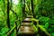 Beautiful rain forest at ang ka nature trail