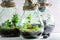 Beautiful rain forest in a jar as new life concept