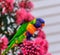 Beautiful Rainbow lorikeet bird