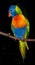 Beautiful rainbow lorikeet parrot