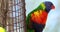 Beautiful rainbow lorikeet perched on a fence and flying away