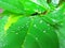 Beautiful raindrops on a green leaf