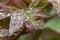 Beautiful raindrops on the leaves of a tree Peony