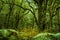 Beautiful rainforest on the Milford Track, Fiordland National Park, New Zealand