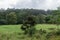 Beautiful rainforest vista at the Kuilau Ridge area, Lihue-Koloa Forest Reserve on Kauai, Hawaii, after a rainstorm