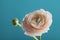 Beautiful ranunculus against turquoise background, spring flower