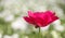 Beautiful Ranunculus flower in a field blooms in bright magenta color